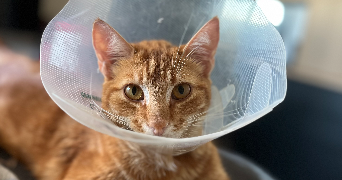 morgane pet sitter à RENNES 35000_5