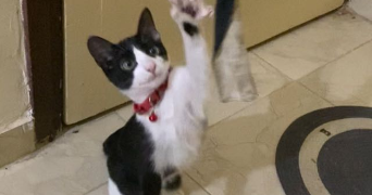 wissal pet sitter à PESSAC 33600_1