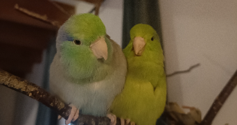 mathilde pet sitter à PANAZOL 87350_2