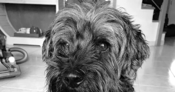 oceane  pet sitter à PESSAC 33318_1