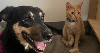 camille pet sitter à LIGNE 44850_1