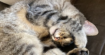 mathilda pet sitter à BEDEILLE 64460_5