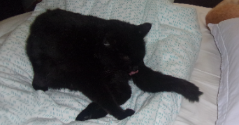 julia pet sitter à Niort 79000_9