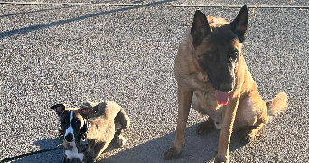 fanny pet sitter à CERNAY 68700_4