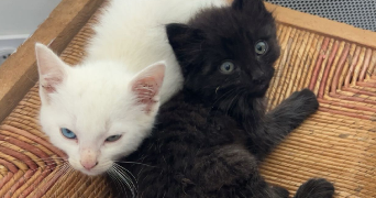 mayalen pet sitter à MAULEON LICHARRE 64130_2