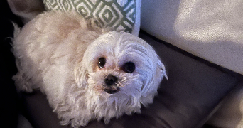 marie pet sitter à Cenon 33150_0