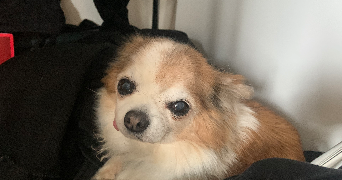 virginie pet sitter à YZEURE 03400_2