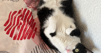 léa pet sitter à EVREUX 27000_1