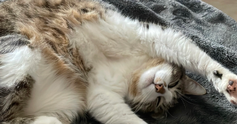 louise cat sitter à CLERMONT FERRAND 63000_1