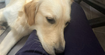 lina pet sitter à ST VALLIER 26240_5