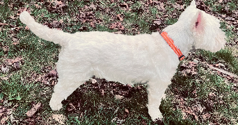 anne pet sitter à ST MAUR DES FOSSES 94100_4