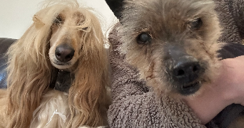 camille pet sitter à PLAISIR 78370_1