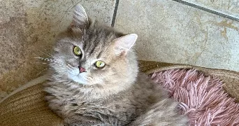 charlotte pet sitter à LOOS 59120