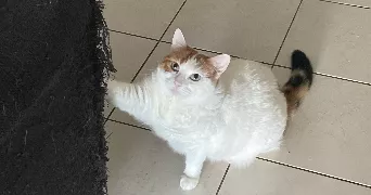 loris pet sitter à MARSEILLE 14 13014