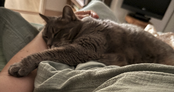anne-laure pet sitter à LA CHAPELLE SUR ERDRE 44240_3