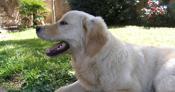 michel dog sitter à LYON 04 69004_1
