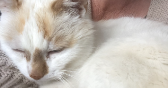 audrey pet sitter à PIERRE BENITE 69310_0