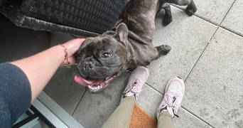 manon pet sitter à VANNES 56000_1
