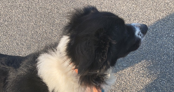 leonnie dog sitter à ST GERVAIS SUR ROUBION 26160_5
