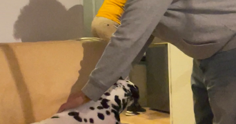 alexandre pet sitter à Neuilly-plaisance 93360_1