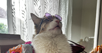 aïcha pet sitter à MONTEREAU FAULT YONNE 77130_1