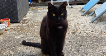 tiffany pet sitter à CHAUCONIN NEUFMONTIERS 77124_4