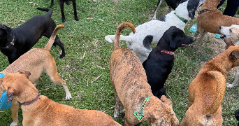 tom pet sitter à PARIS 16 75016_0