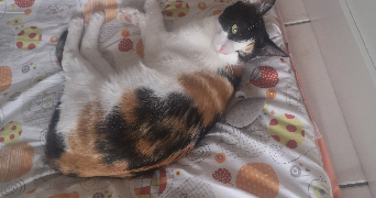 charlene  pet sitter à MARSEILLE 12 13012_1