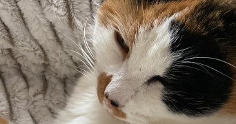 elsa pet sitter à PLOUHINEC 56680_2