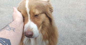 léo dog sitter à MOURENX 64150_1