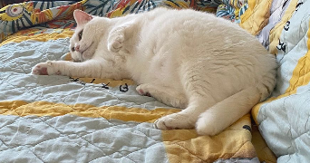 emma pet sitter à RENNES 35700_9