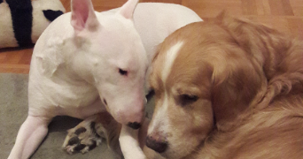 lucie pet sitter à BRUNOY 91800_2