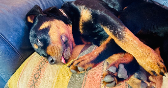 vanessa pet sitter à MERIGNAC 33700_6
