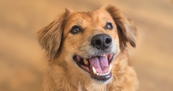 charline pet sitter à VILLENAVE D ORNON 33140_3