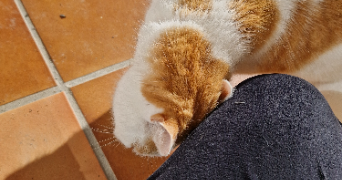 marine pet sitter à BAGARD 30140_9