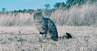 alison pet sitter à BISSEY SOUS CRUCHAUD 71390_2