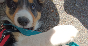 jeanne pet sitter à MAISONS ALFORT 94700_1