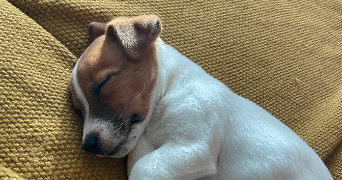 morgane pet sitter à SARTROUVILLE 78500_2