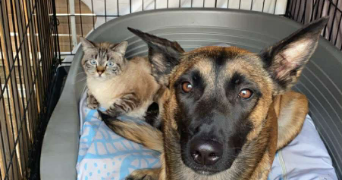 estelle pet sitter à CHESSY 69380_3