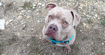 elodie pet sitter à VALRAVILLON 89113_0