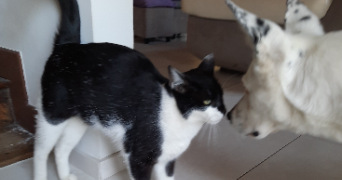 sylvie pet sitter à NOUSTY 64420_0