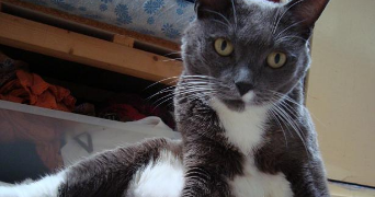 cyril pet sitter à LA CRAU 83260_3