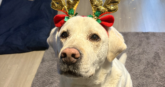 antoaneta pet sitter à LE PECQ 78230_8