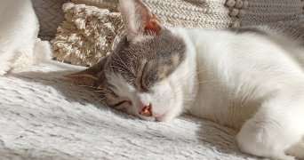maëlys pet sitter à HEROUVILLE ST CLAIR 14200_2