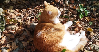 angelina pet sitter à CHAMAGNIEU 38460_3