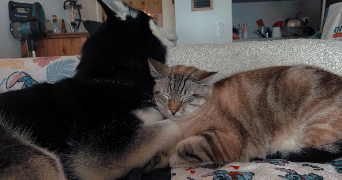 lisa pet sitter à CRUSEILLES 74350_0