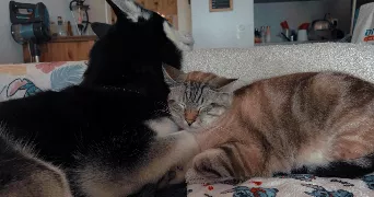 lisa pet sitter à CRUSEILLES 74350