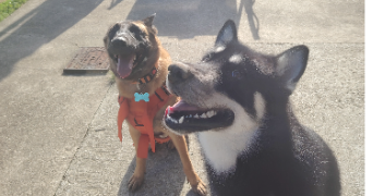 leha pet sitter à SIDEVILLE 50690_6