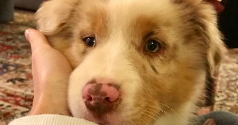 ophelie pet sitter à TOULOUSE 31400_4