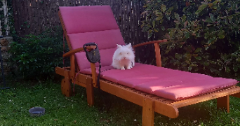 marine pet sitter à CHELLES 77500_5
